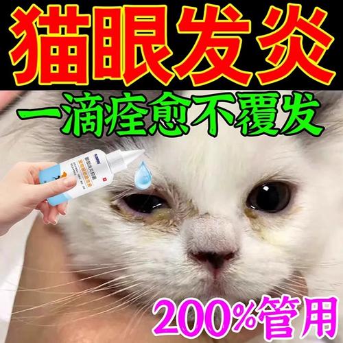 猫咪眼睛流脓用什么药,猫咪眼睛流脓会自愈吗肿胀?-第3张图片-后鲨宠物 猫咪眼睛流脓用什么药,猫咪眼睛流脓会自愈吗肿胀?-第3张图片-后鲨宠物