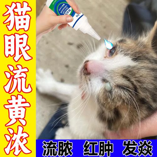 猫咪眼睛流脓用什么药,猫咪眼睛流脓会自愈吗肿胀?-第5张图片-后鲨宠物 猫咪眼睛流脓用什么药,猫咪眼睛流脓会自愈吗肿胀?-第5张图片-后鲨宠物