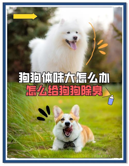 狗狗身上臭味如何消除,狗狗身上臭味如何消除掉?-第2张图片-后鲨宠物 狗狗身上臭味如何消除,狗狗身上臭味如何消除掉?-第2张图片-后鲨宠物