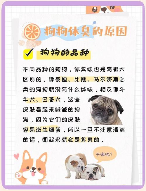 狗狗身上臭味如何消除,狗狗身上臭味如何消除掉?-第4张图片-后鲨宠物 狗狗身上臭味如何消除,狗狗身上臭味如何消除掉?-第4张图片-后鲨宠物