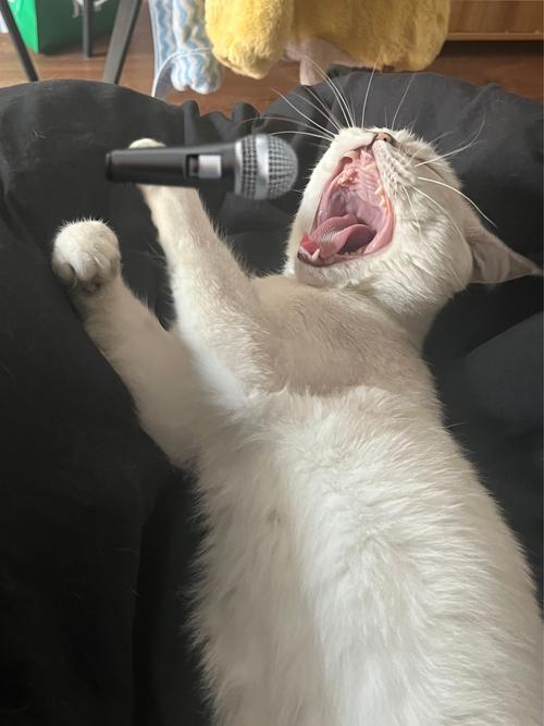 猫咪最喜欢的歌曲,猫咪喜欢听的歌曲?-第3张图片-后鲨宠物 猫咪最喜欢的歌曲,猫咪喜欢听的歌曲?-第3张图片-后鲨宠物