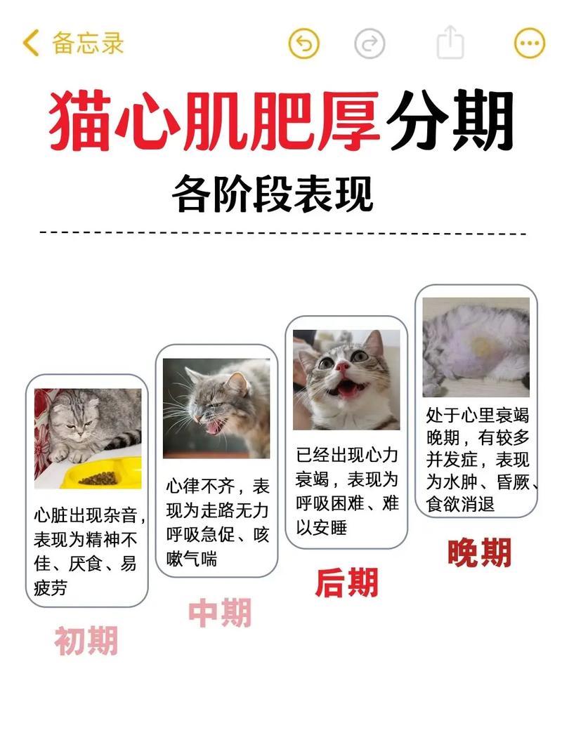 猫咪肥厚性心肌病_猫咪肥厚性心肌病怎么治疗-第4张图片-后鲨宠物 猫咪肥厚性心肌病_猫咪肥厚性心肌病怎么治疗-第4张图片-后鲨宠物