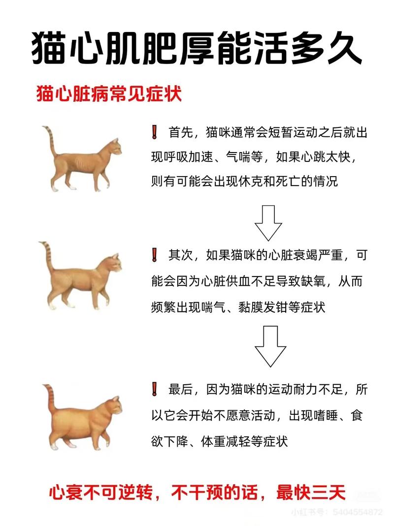 猫咪肥厚性心肌病_猫咪肥厚性心肌病怎么治疗-第5张图片-后鲨宠物 猫咪肥厚性心肌病_猫咪肥厚性心肌病怎么治疗-第5张图片-后鲨宠物
