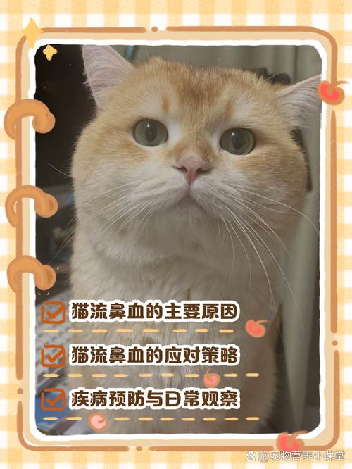 猫咪流鼻血是怎么回事,猫咪流鼻血正常吗-第3张图片-后鲨宠物 猫咪流鼻血是怎么回事,猫咪流鼻血正常吗-第3张图片-后鲨宠物