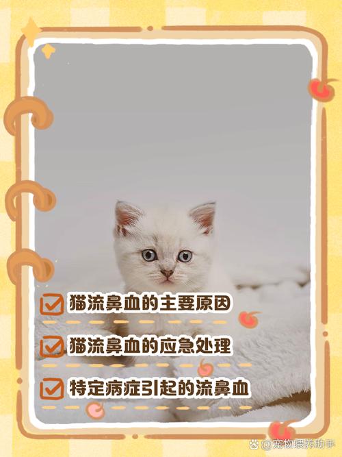 猫咪流鼻血是怎么回事,猫咪流鼻血正常吗-第5张图片-后鲨宠物 猫咪流鼻血是怎么回事,猫咪流鼻血正常吗-第5张图片-后鲨宠物