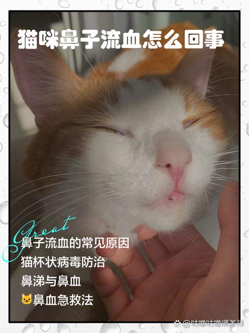 猫咪流鼻血是怎么回事,猫咪流鼻血正常吗-第6张图片-后鲨宠物 猫咪流鼻血是怎么回事,猫咪流鼻血正常吗-第6张图片-后鲨宠物