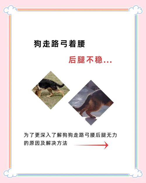 狗狗弓着身子怎么回事_狗子弓着背是怎么了-第2张图片-后鲨宠物