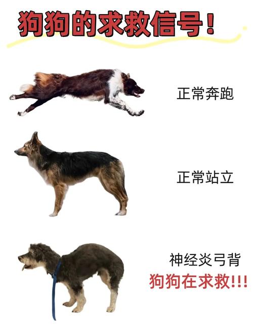 狗狗弓着身子怎么回事_狗子弓着背是怎么了-第6张图片-后鲨宠物