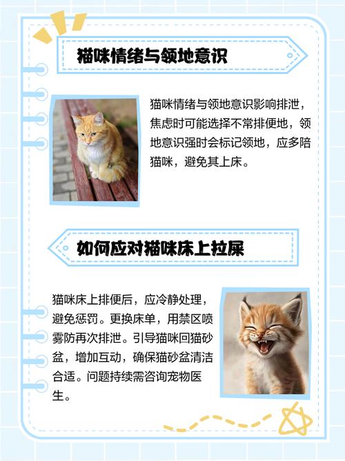 猫咪在床上拉屎怎么办,猫在床上拉屎怎么处理干净味道?-第1张图片-后鲨宠物 猫咪在床上拉屎怎么办,猫在床上拉屎怎么处理干净味道?-第1张图片-后鲨宠物