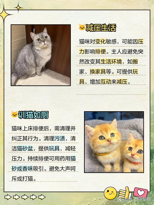 猫咪在床上拉屎怎么办,猫在床上拉屎怎么处理干净味道?-第6张图片-后鲨宠物 猫咪在床上拉屎怎么办,猫在床上拉屎怎么处理干净味道?-第6张图片-后鲨宠物