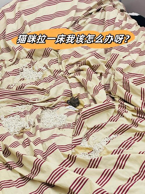 猫咪在床上拉屎怎么办,猫在床上拉屎怎么处理干净味道?-第5张图片-后鲨宠物 猫咪在床上拉屎怎么办,猫在床上拉屎怎么处理干净味道?-第5张图片-后鲨宠物