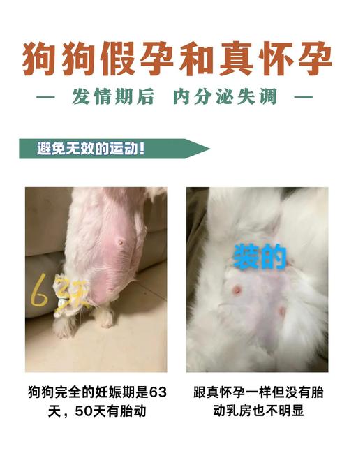 怎么看出狗狗怀孕_怎么看的出来狗狗怀孕