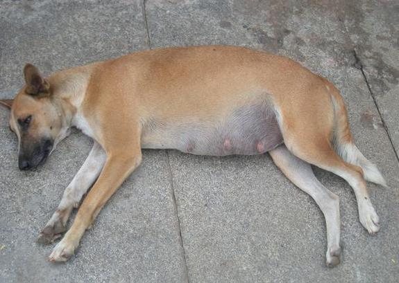 怎么看出狗狗怀孕_怎么看的出来狗狗怀孕-第3张图片-后鲨宠物