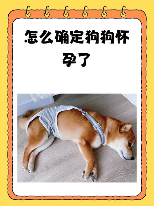 怎么看出狗狗怀孕_怎么看的出来狗狗怀孕-第4张图片-后鲨宠物