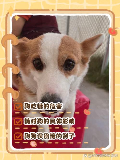 小狗狗能吃糖吗_狗狗可以吃糖吗狗可以吃糖吗-第2张图片-后鲨宠物 小狗狗能吃糖吗_狗狗可以吃糖吗狗可以吃糖吗-第2张图片-后鲨宠物