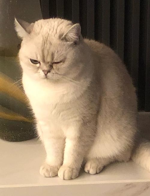 猫咪眼睛发炎用什么药,猫咪眼睛发炎用什么药水?-第1张图片-后鲨宠物 猫咪眼睛发炎用什么药,猫咪眼睛发炎用什么药水?-第1张图片-后鲨宠物