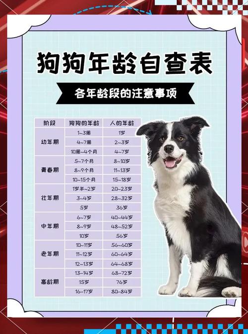 狗狗多久算一岁,狗狗多久算一岁幼犬-第1张图片-后鲨宠物 狗狗多久算一岁,狗狗多久算一岁幼犬-第1张图片-后鲨宠物