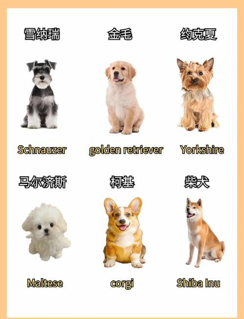 狗狗名字英文名_100个好听到爆的狗狗英文名字-第5张图片-后鲨宠物 狗狗名字英文名_100个好听到爆的狗狗英文名字-第5张图片-后鲨宠物