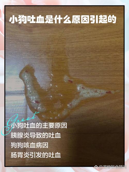 狗狗吃骨头吐血怎么办，狗狗吃骨头吐血怎么办啊？-第3张图片-后鲨宠物