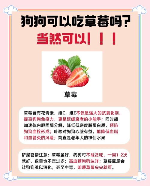 狗狗吃草莓有什么好处，狗狗吃草莓有什么好处和坏处？-第5张图片-后鲨宠物