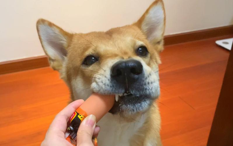 狗狗能吃淀粉吗,狗狗吃淀粉可以吗?-第3张图片-后鲨宠物 狗狗能吃淀粉吗,狗狗吃淀粉可以吗?-第3张图片-后鲨宠物