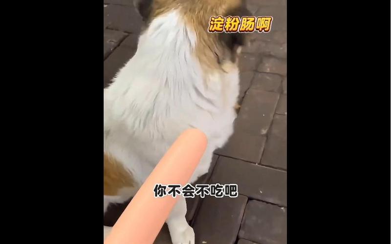 狗狗能吃淀粉吗,狗狗吃淀粉可以吗?-第5张图片-后鲨宠物 狗狗能吃淀粉吗,狗狗吃淀粉可以吗?-第5张图片-后鲨宠物