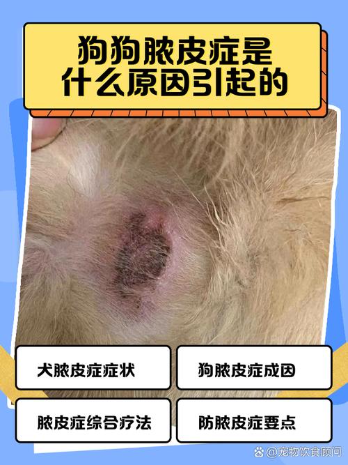  狗狗得脓皮症的原因，狗狗得脓皮症的原因是什么