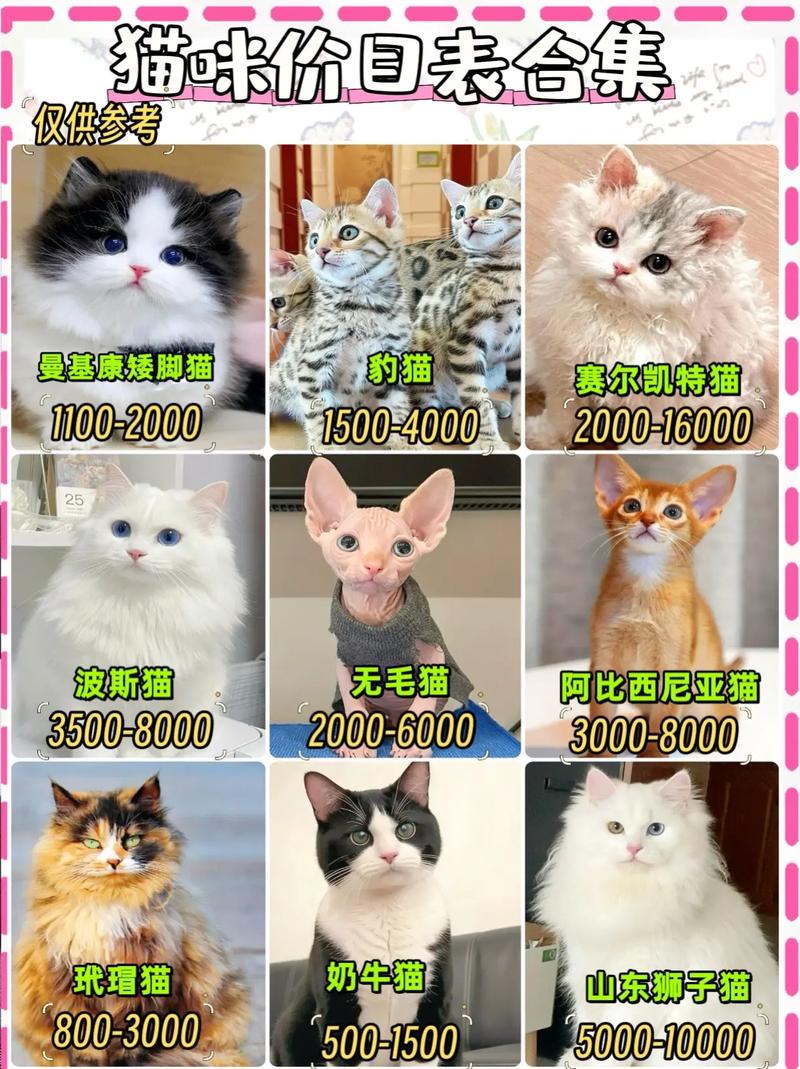 猫咪寄养多少钱一天,猫寄养10天后不认主人了?-第5张图片-后鲨宠物 猫咪寄养多少钱一天,猫寄养10天后不认主人了?-第5张图片-后鲨宠物