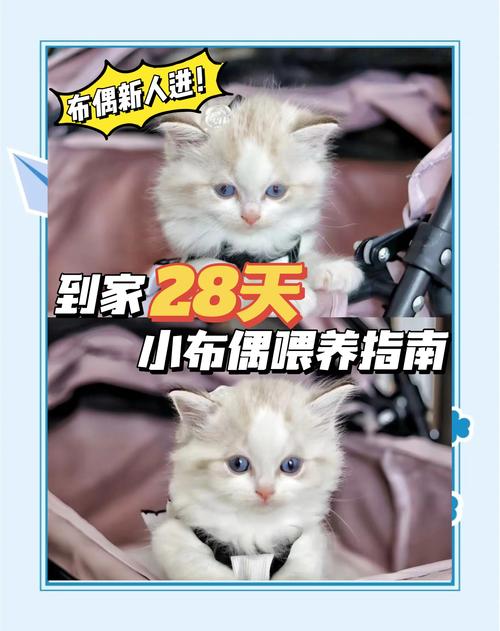 猫咪辅食吃什么,猫咪辅食吃什么好-第5张图片-后鲨宠物 猫咪辅食吃什么,猫咪辅食吃什么好-第5张图片-后鲨宠物