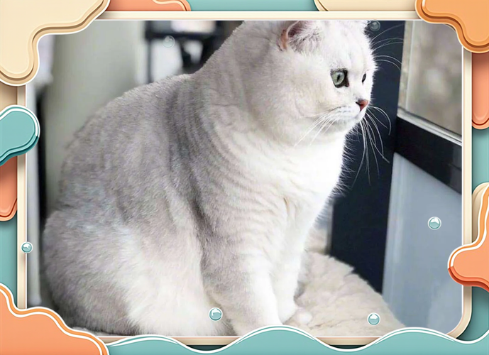 猫咪冬天会发情吗_猫咪冬天会发情吗怎么办-第2张图片-后鲨宠物 猫咪冬天会发情吗_猫咪冬天会发情吗怎么办-第2张图片-后鲨宠物