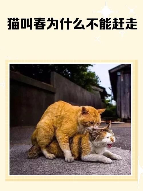 猫咪冬天会发情吗_猫咪冬天会发情吗怎么办-第4张图片-后鲨宠物 猫咪冬天会发情吗_猫咪冬天会发情吗怎么办-第4张图片-后鲨宠物