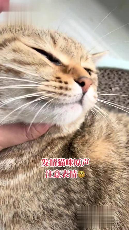 猫咪冬天会发情吗_猫咪冬天会发情吗怎么办-第5张图片-后鲨宠物 猫咪冬天会发情吗_猫咪冬天会发情吗怎么办-第5张图片-后鲨宠物