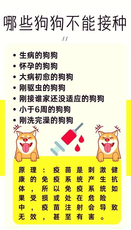 狗狗打一次疫苗管多久,狗狗打疫苗一针间隔多久-第4张图片-后鲨宠物 狗狗打一次疫苗管多久,狗狗打疫苗一针间隔多久-第4张图片-后鲨宠物