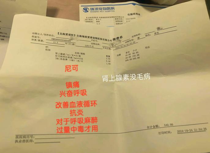 狗狗拍片多少钱,狗狗拍片子大概多少钱?-第6张图片-后鲨宠物 狗狗拍片多少钱,狗狗拍片子大概多少钱?-第6张图片-后鲨宠物