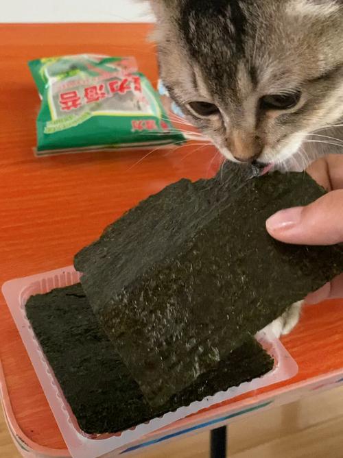 猫咪能吃海苔吗,猫咪能吃海苔吗??-第1张图片-后鲨宠物 猫咪能吃海苔吗,猫咪能吃海苔吗??-第1张图片-后鲨宠物