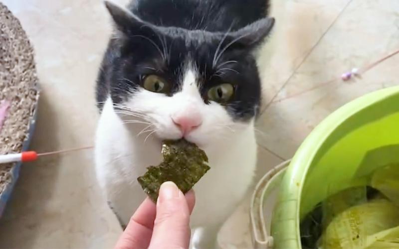猫咪能吃海苔吗,猫咪能吃海苔吗??-第3张图片-后鲨宠物 猫咪能吃海苔吗,猫咪能吃海苔吗??-第3张图片-后鲨宠物