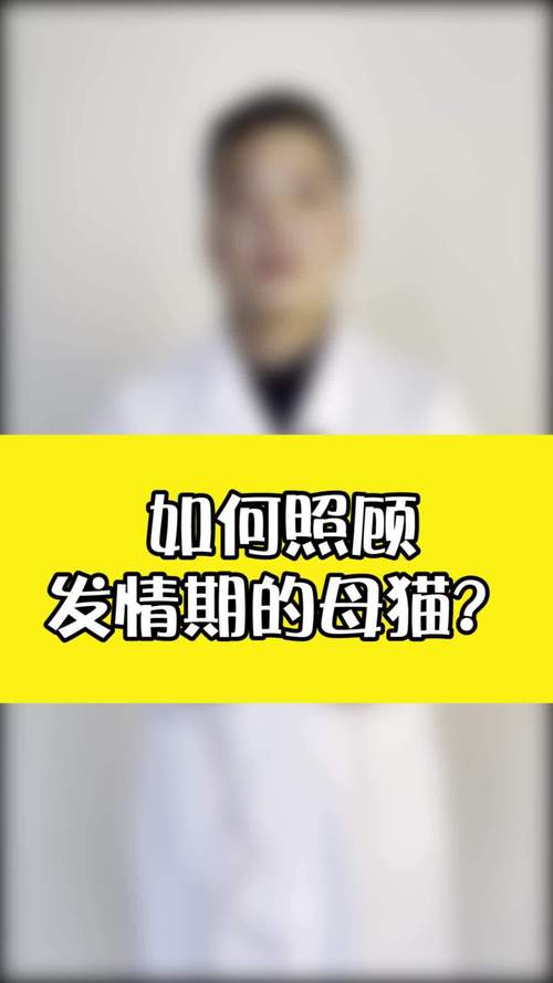 猫咪发情了怎么办_猫咪发情了怎么办要拍屁股还是喷药-第3张图片-后鲨宠物