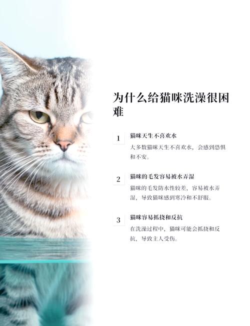 猫咪多久可以洗澡_刚出生的猫咪多久可以洗澡-第1张图片-后鲨宠物 猫咪多久可以洗澡_刚出生的猫咪多久可以洗澡-第1张图片-后鲨宠物