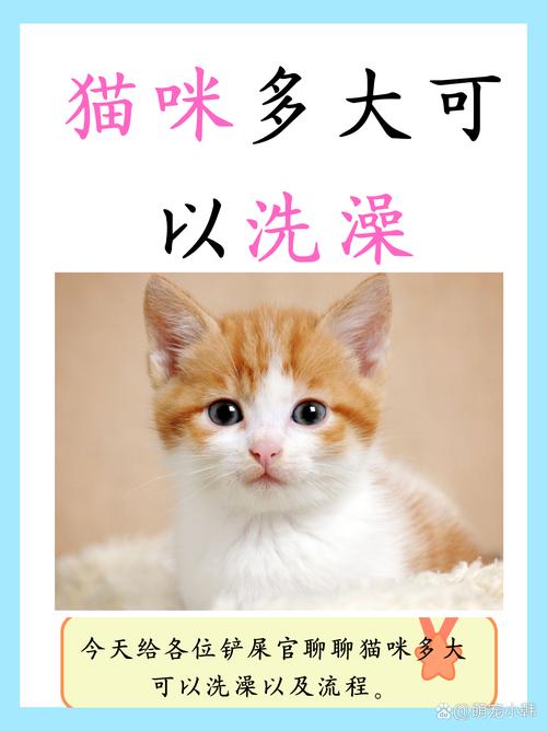 猫咪多久可以洗澡_刚出生的猫咪多久可以洗澡-第3张图片-后鲨宠物 猫咪多久可以洗澡_刚出生的猫咪多久可以洗澡-第3张图片-后鲨宠物