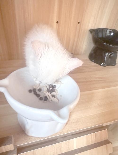 两个月的猫咪吃什么,两个月的猫咪吃什么好?-第3张图片-后鲨宠物 两个月的猫咪吃什么,两个月的猫咪吃什么好?-第3张图片-后鲨宠物