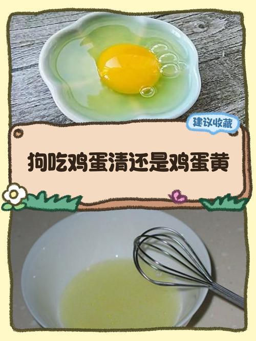 狗狗吃蛋清会怎么样,狗狗吃了蛋清没事吧-第1张图片-后鲨宠物 狗狗吃蛋清会怎么样,狗狗吃了蛋清没事吧-第1张图片-后鲨宠物