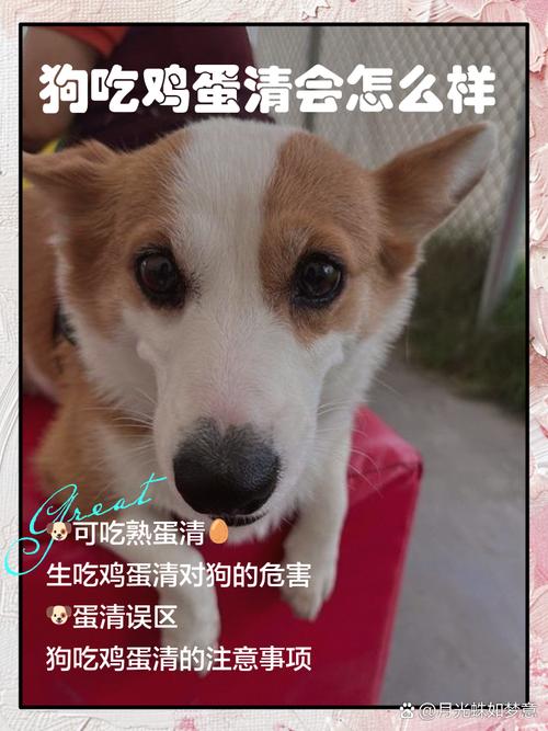 狗狗吃蛋清会怎么样,狗狗吃了蛋清没事吧-第2张图片-后鲨宠物 狗狗吃蛋清会怎么样,狗狗吃了蛋清没事吧-第2张图片-后鲨宠物