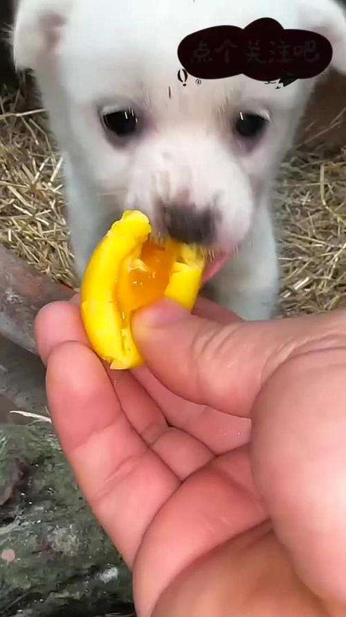 狗狗吃蛋清会怎么样,狗狗吃了蛋清没事吧-第5张图片-后鲨宠物 狗狗吃蛋清会怎么样,狗狗吃了蛋清没事吧-第5张图片-后鲨宠物