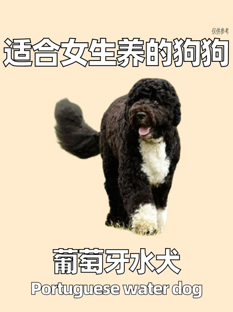 狗狗起什么名字好听_狗狗起什么名字好听又个性-第6张图片-后鲨宠物 狗狗起什么名字好听_狗狗起什么名字好听又个性-第6张图片-后鲨宠物