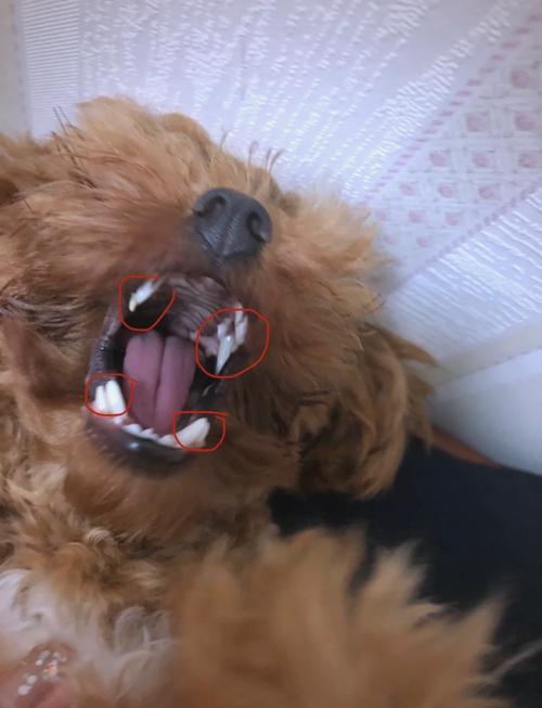  狗狗几个月开始掉牙，狗狗几个月掉牙边牧