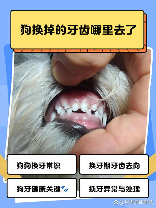 狗狗几个月开始掉牙,狗狗几个月掉牙边牧-第3张图片-后鲨宠物 狗狗几个月开始掉牙,狗狗几个月掉牙边牧-第3张图片-后鲨宠物