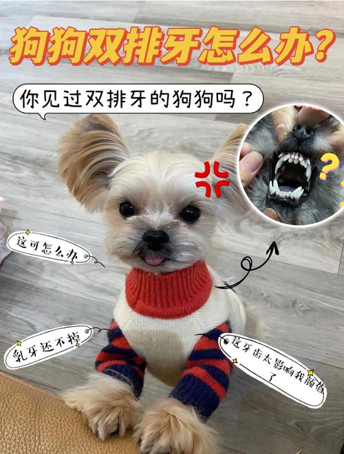 狗狗几个月开始掉牙,狗狗几个月掉牙边牧-第4张图片-后鲨宠物 狗狗几个月开始掉牙,狗狗几个月掉牙边牧-第4张图片-后鲨宠物