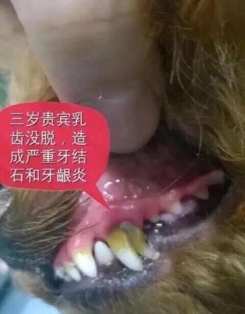 狗狗几个月开始掉牙,狗狗几个月掉牙边牧-第6张图片-后鲨宠物 狗狗几个月开始掉牙,狗狗几个月掉牙边牧-第6张图片-后鲨宠物