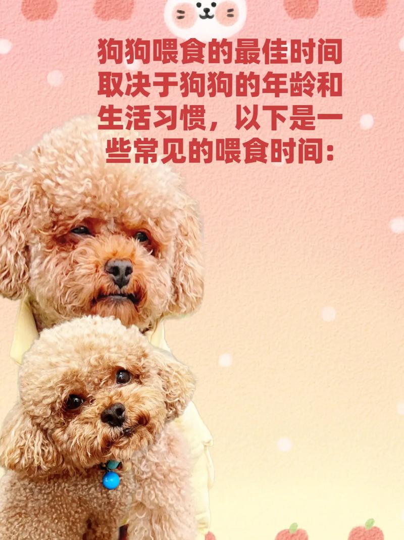 满月的狗狗一天吃几顿，刚满月狗狗一天喂几次,喂多少狗粮？-第3张图片-后鲨宠物