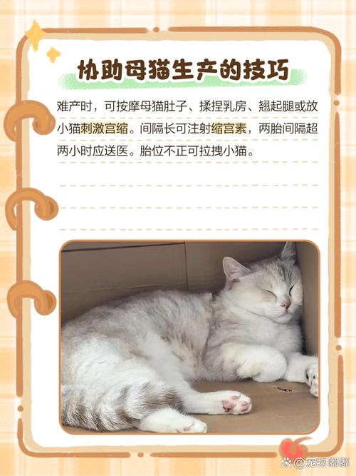 刚出生的猫咪怎么照顾,刚出生的小猫怎么照顾 知乎?-第1张图片-后鲨宠物 刚出生的猫咪怎么照顾,刚出生的小猫怎么照顾 知乎?-第1张图片-后鲨宠物